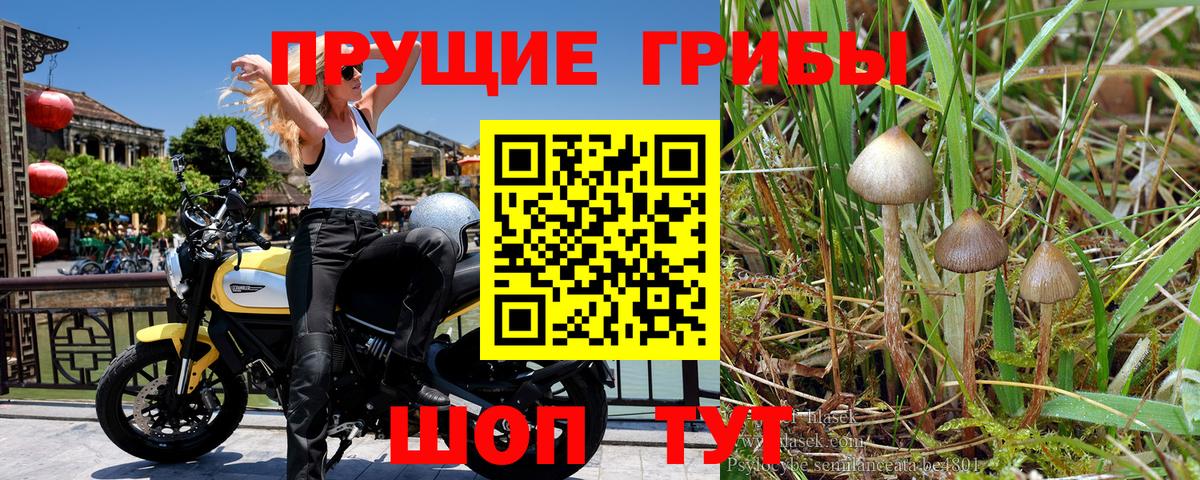 Галлюциногенные грибы Psilocybe Дубна